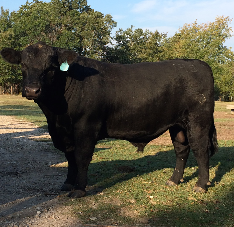 Registered Angus Bulls for Sale in North Texas