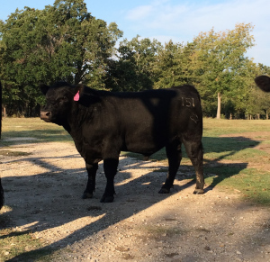 Registered Angus Bulls for Sale in North Texas