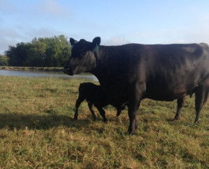 Registered Angus Cow and calf