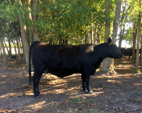 925 Offspring Registered Angus Cow