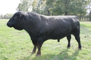 Pearl with her baby Registered Angus Bull 3T04