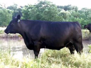 Silvey Angus Registered Angus Cow