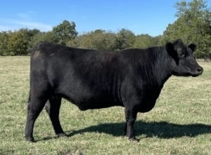 525 angus cow for sale
