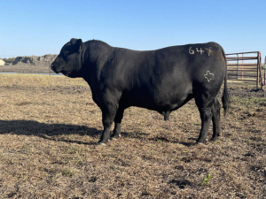 647 angus bull for sale