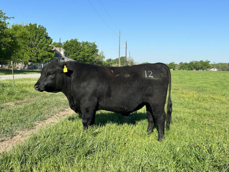 Registered Angus Bulls For Sale at Silvey Angus - Silvey Angus